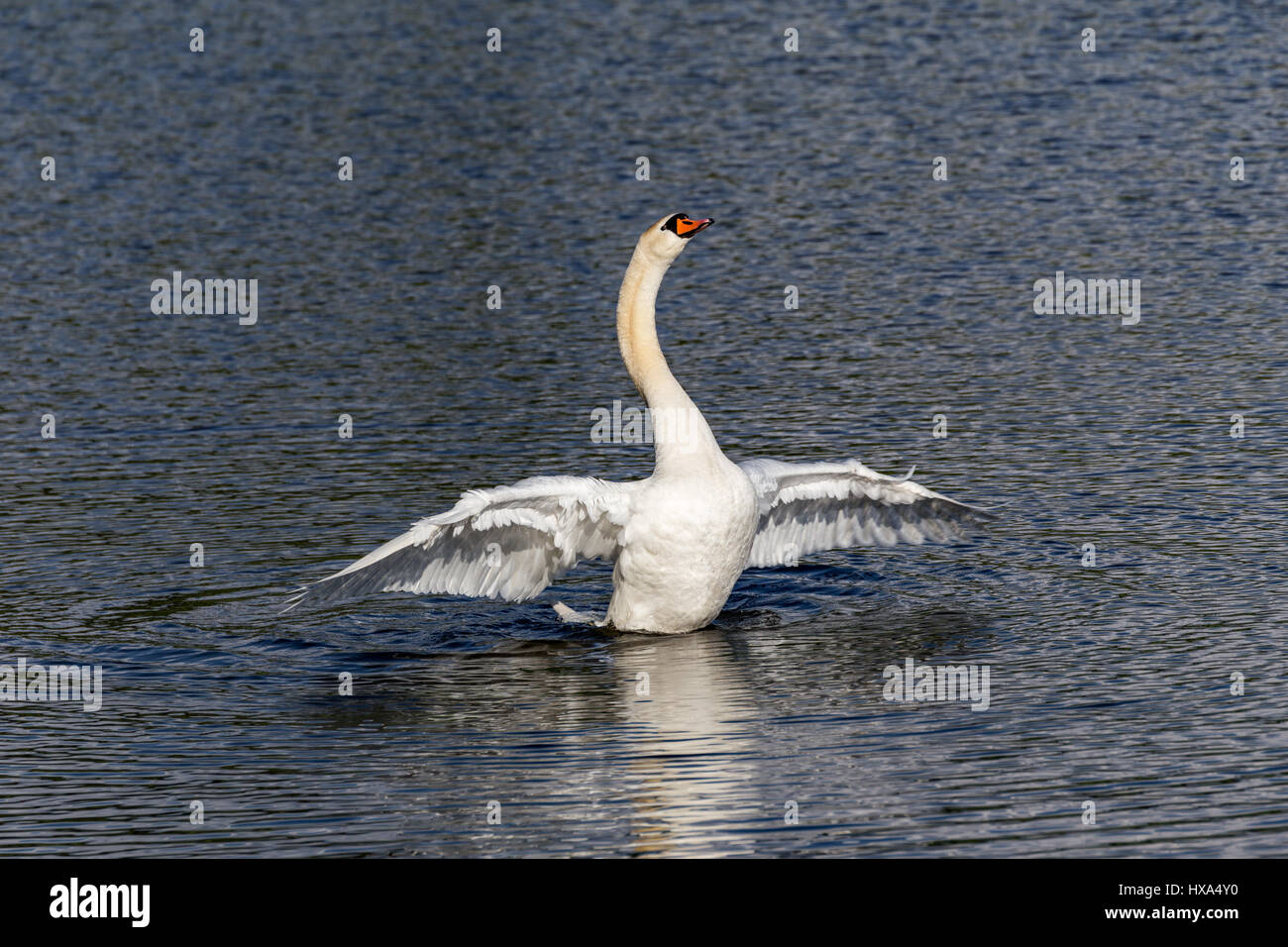 white swan Stock Photo Alamy