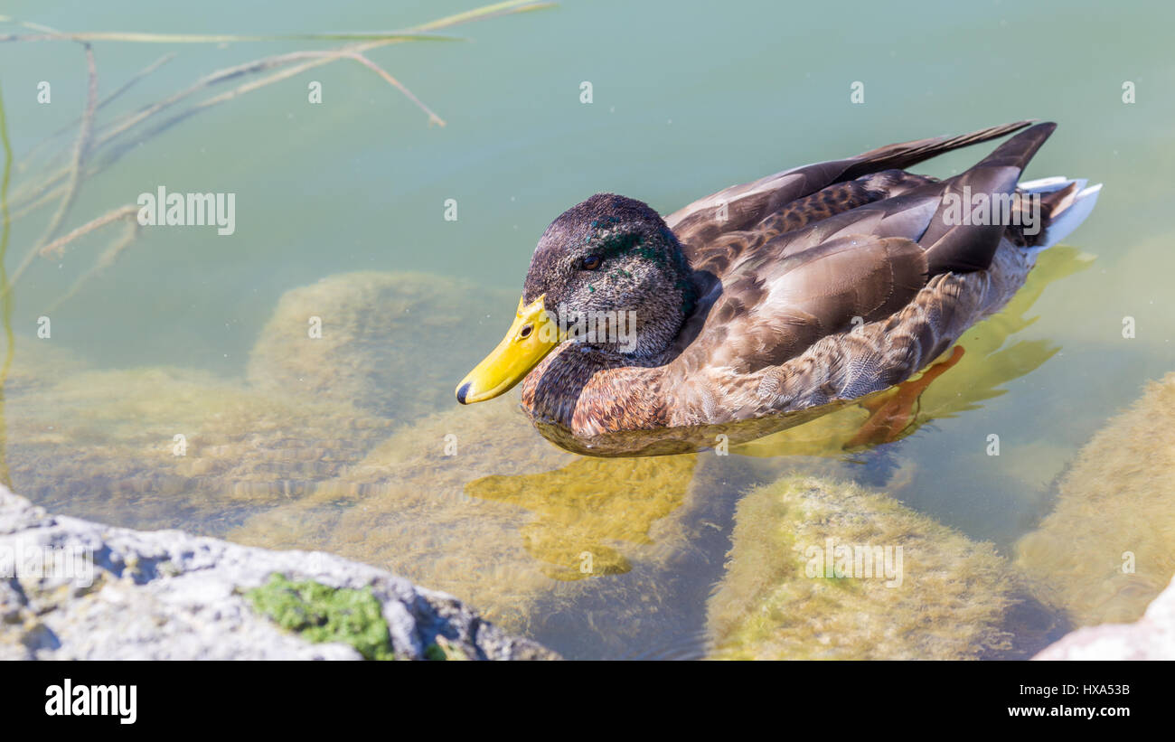 Duck swimming in pond hi-res stock photography and images - Alamy