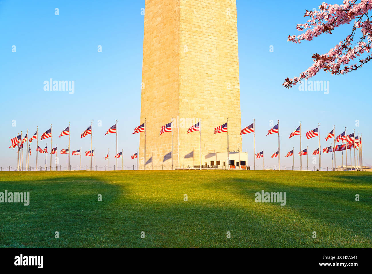 Cherry blossom near Washington Monument, USA Stock Photo