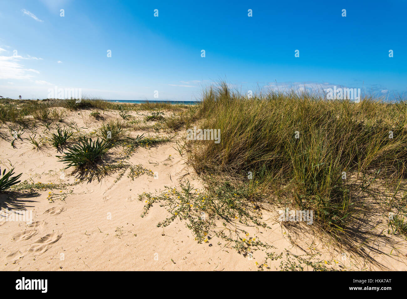 Dunes in Zahara de los Atunes natural reserve, Spain Stock Photo