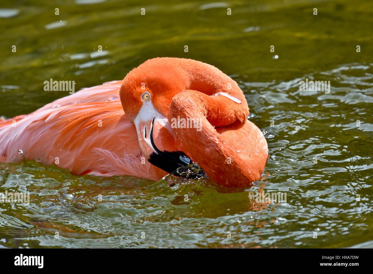 Caribbean Flamingo  (Pheonicopterus ruber ruber) Stock Photo
