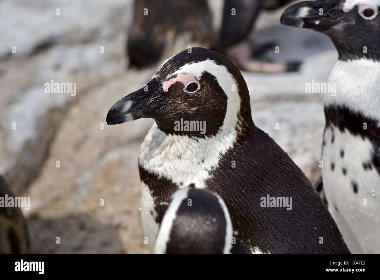 African Penguin (Spheniscus demersus) Stock Photo