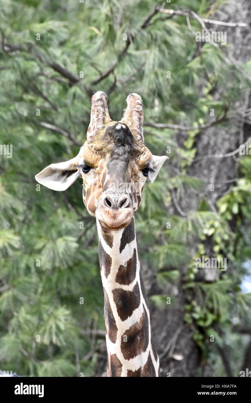 Reticulated Giraffe (Giraffa camelopardalis reticulata) at the Baltimore zoo Stock Photo