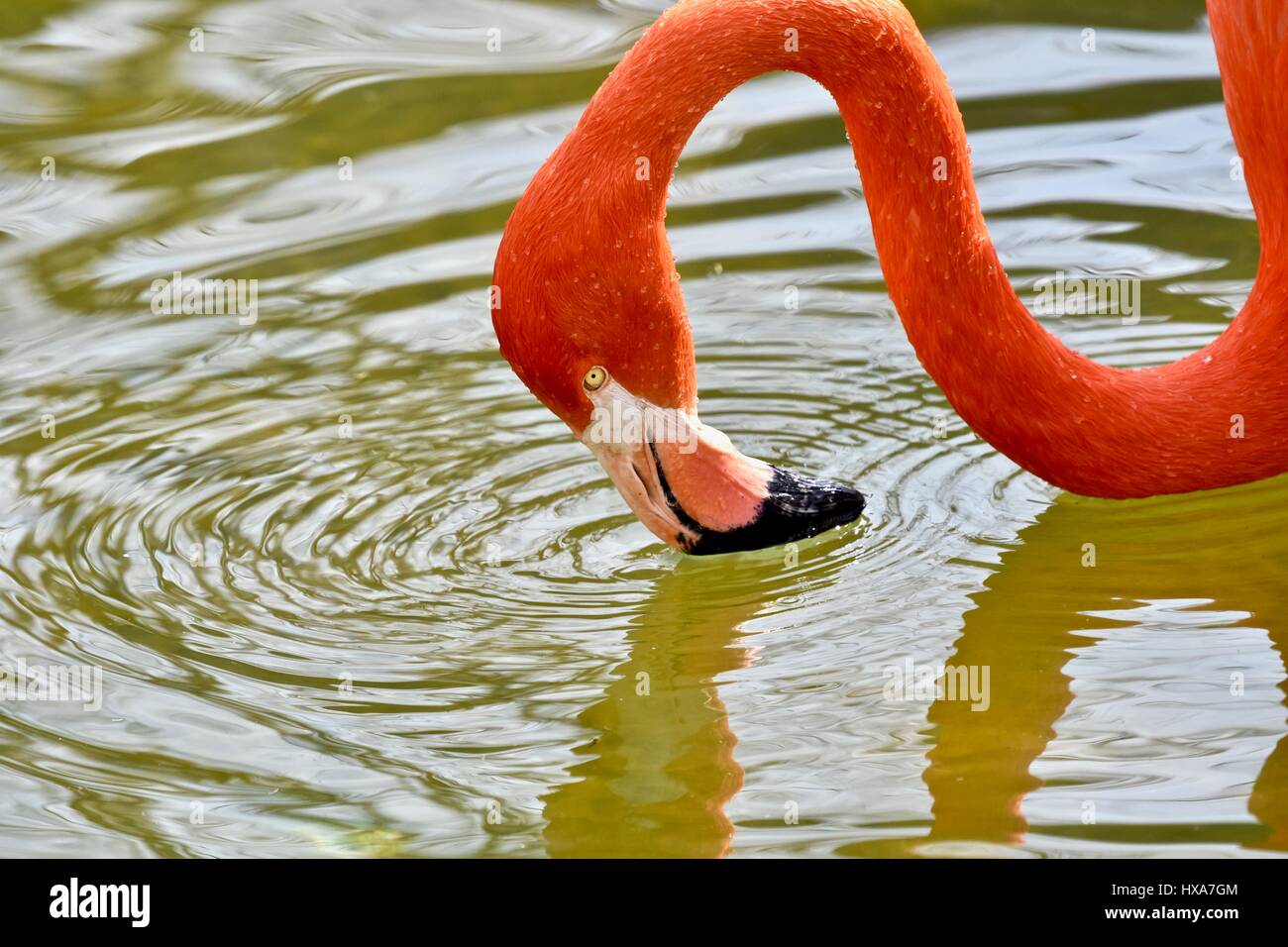 Caribbean Flamingo  (Pheonicopterus ruber ruber) Stock Photo