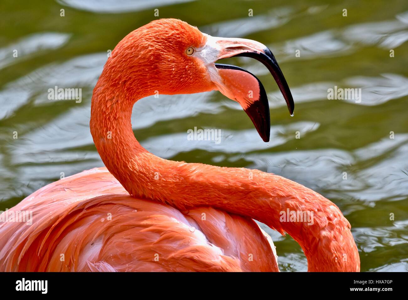 Caribbean Flamingo  (Pheonicopterus ruber ruber) Stock Photo