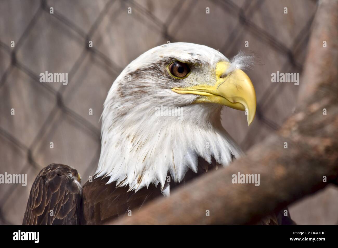Bald Eagle (Haliaeetus leucocephalus) in captivity Stock Photo Alamy