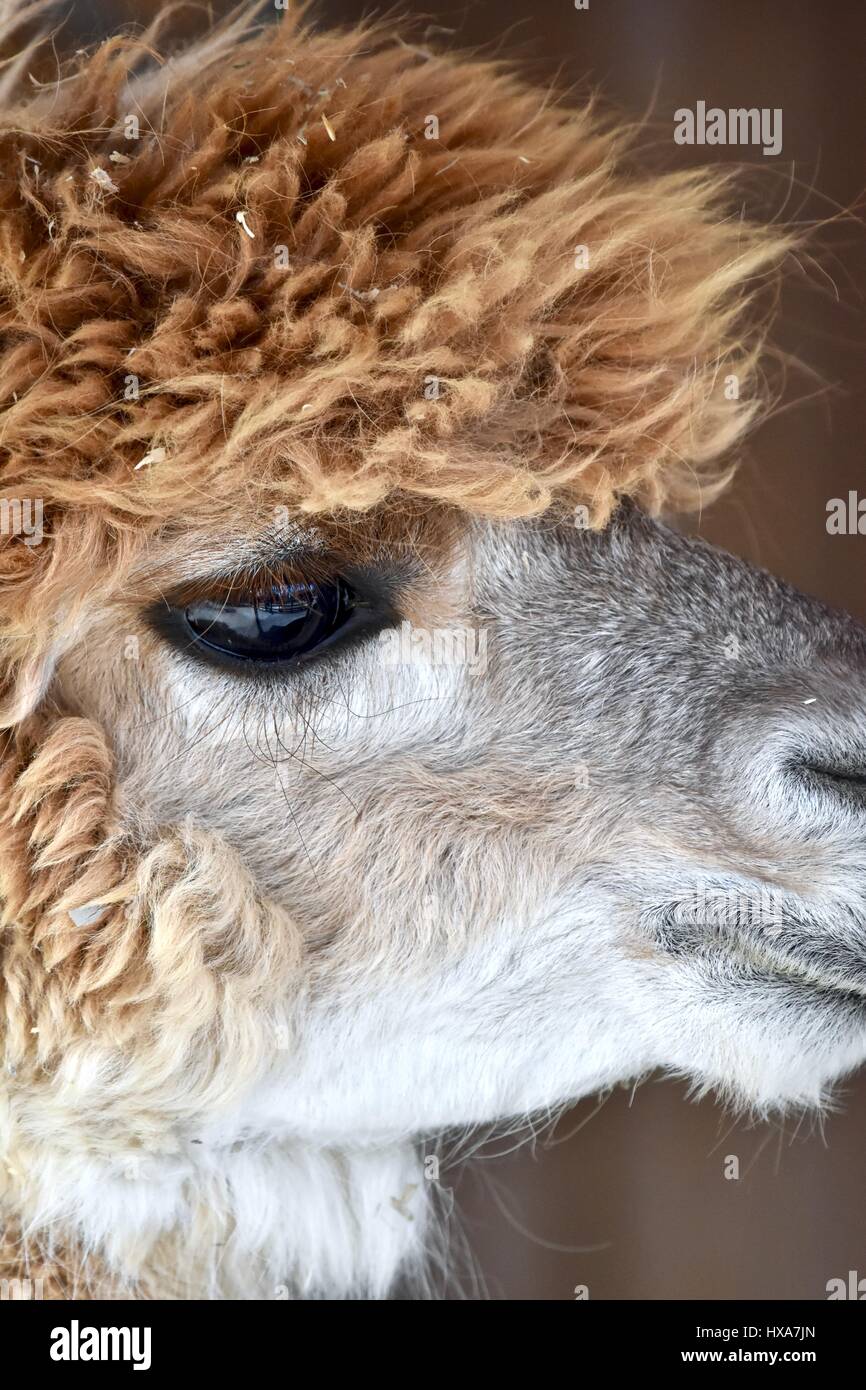 Alpaca (Vicugna pacos) Stock Photo
