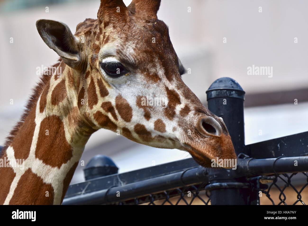 Reticulated Giraffe (Giraffa camelopardalis reticulata) at the Baltimore zoo Stock Photo