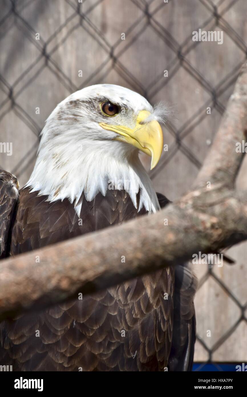 Bald Eagle (Haliaeetus leucocephalus) in captivity Stock Photo Alamy