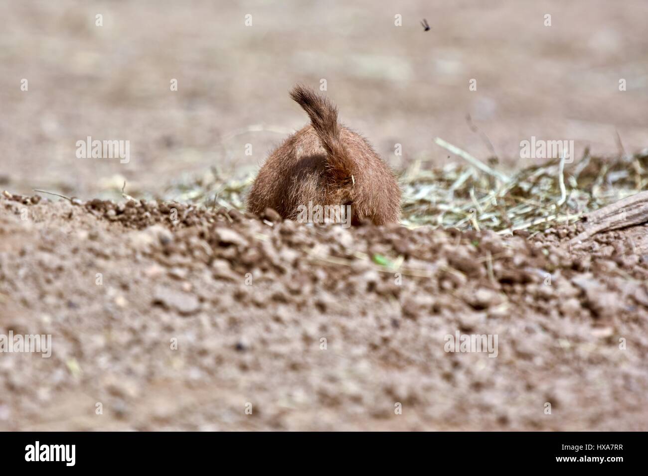 Black-tailed Prairie Dog ( Cynomys ludovicianus) digging in the dirt ...