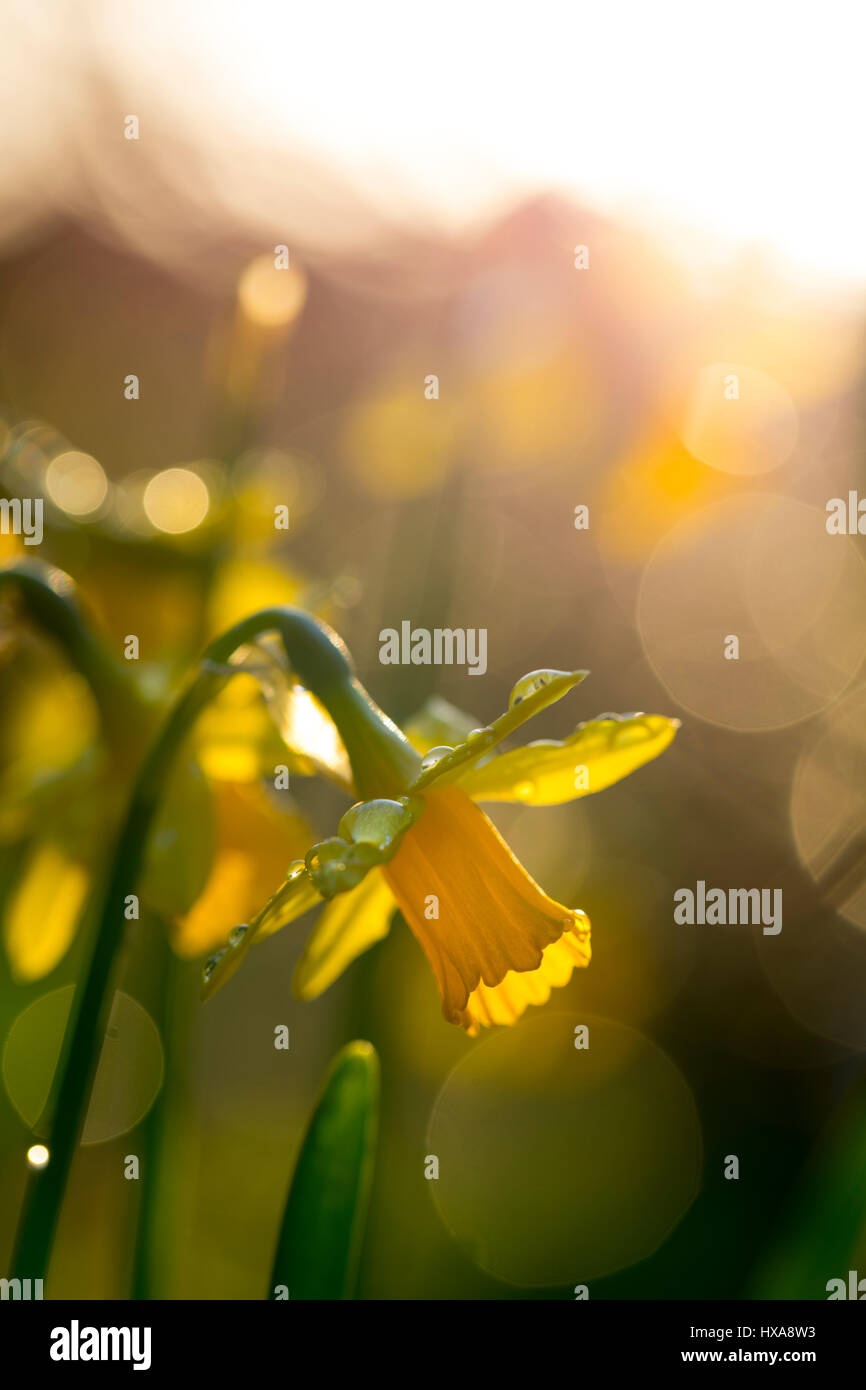 Daffodil backlit by setting sun with bocur blur from lens as the sun sets over Flintshire, North Wales Stock Photo