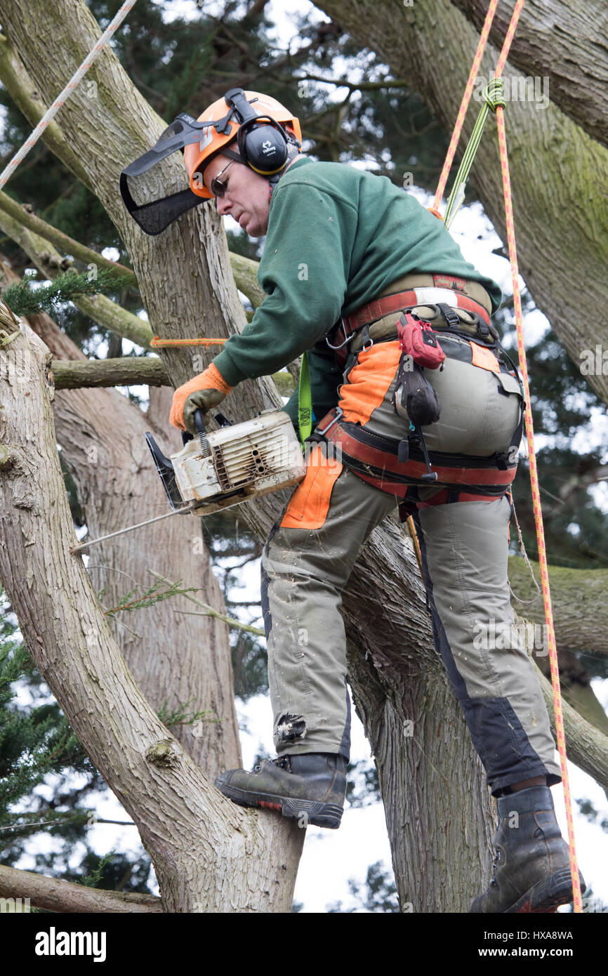 A tree surgeon harnessed to a large tree in a garden cutting off large ...