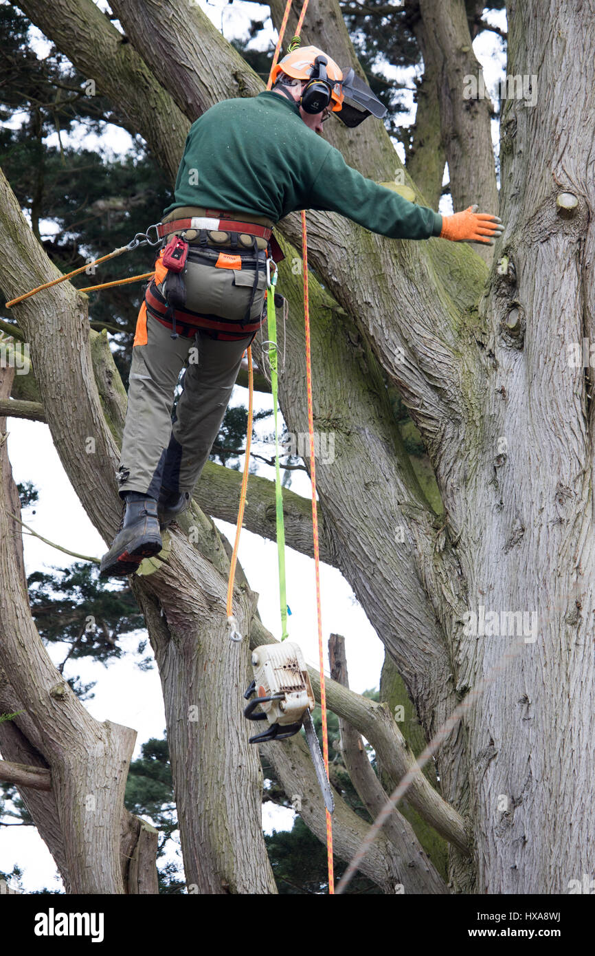 A tree surgeon harnessed to a large tree in a garden cutting off large ...