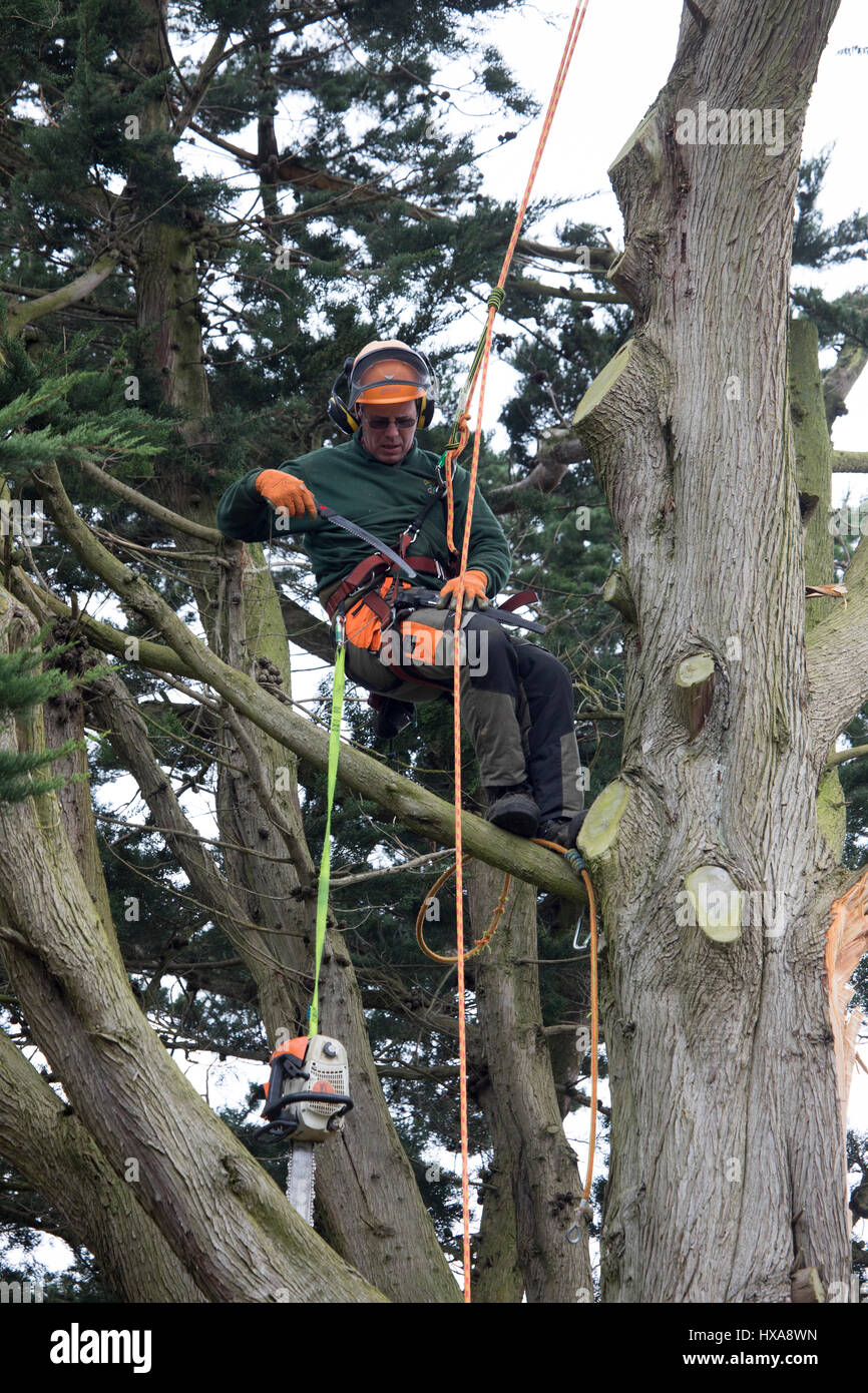 A tree surgeon harnessed to a large tree in a garden cutting off large ...