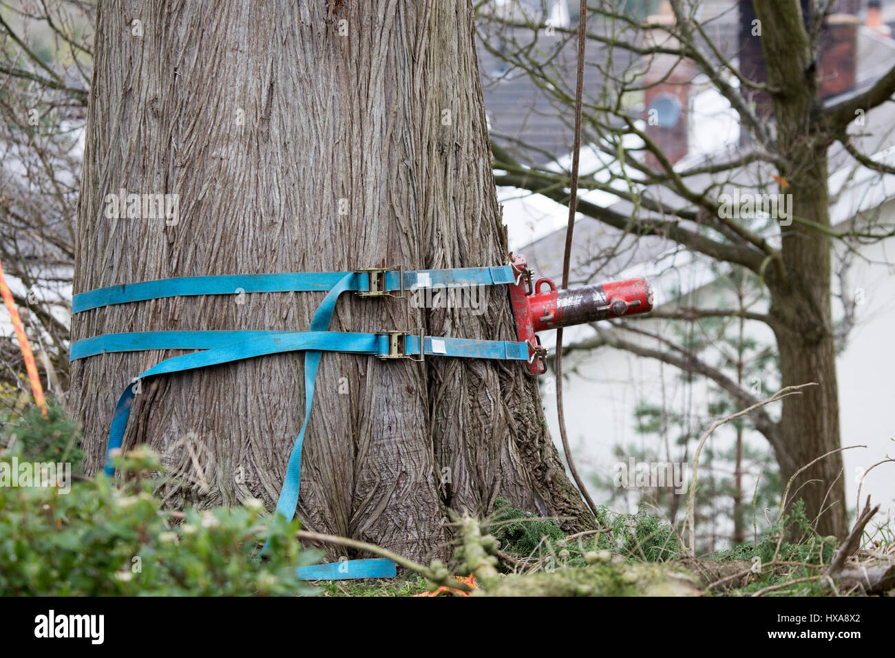A tree surgeons lowering device attached to a large tree ready for lowering large upper branches down from the tree, attached with harnesses Stock Photo