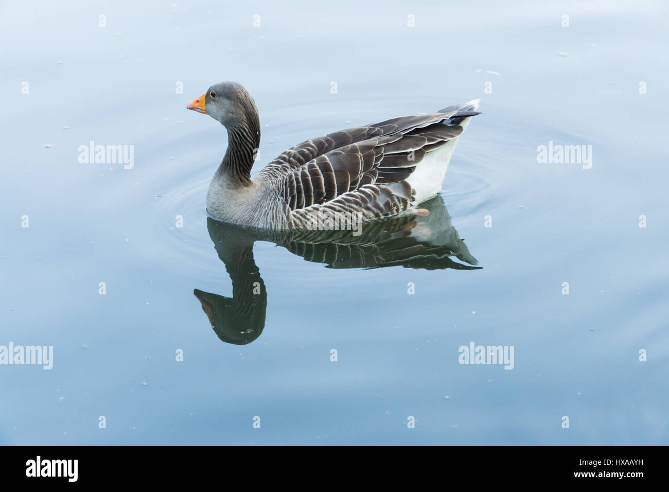 Mirrored duck hi-res stock photography and images - Alamy