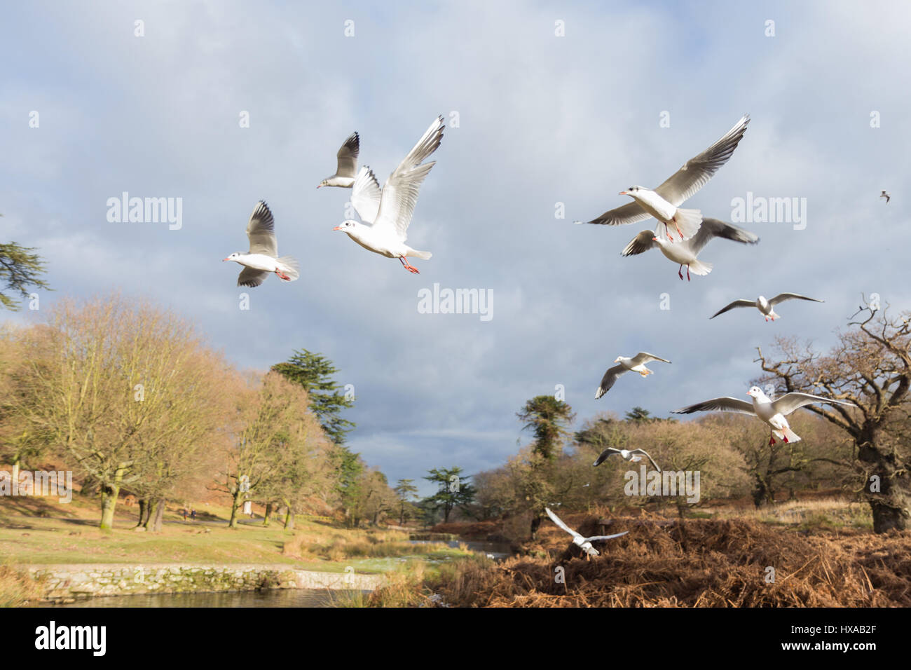 Birds flying over a river in the wintertime Stock Photo - Alamy