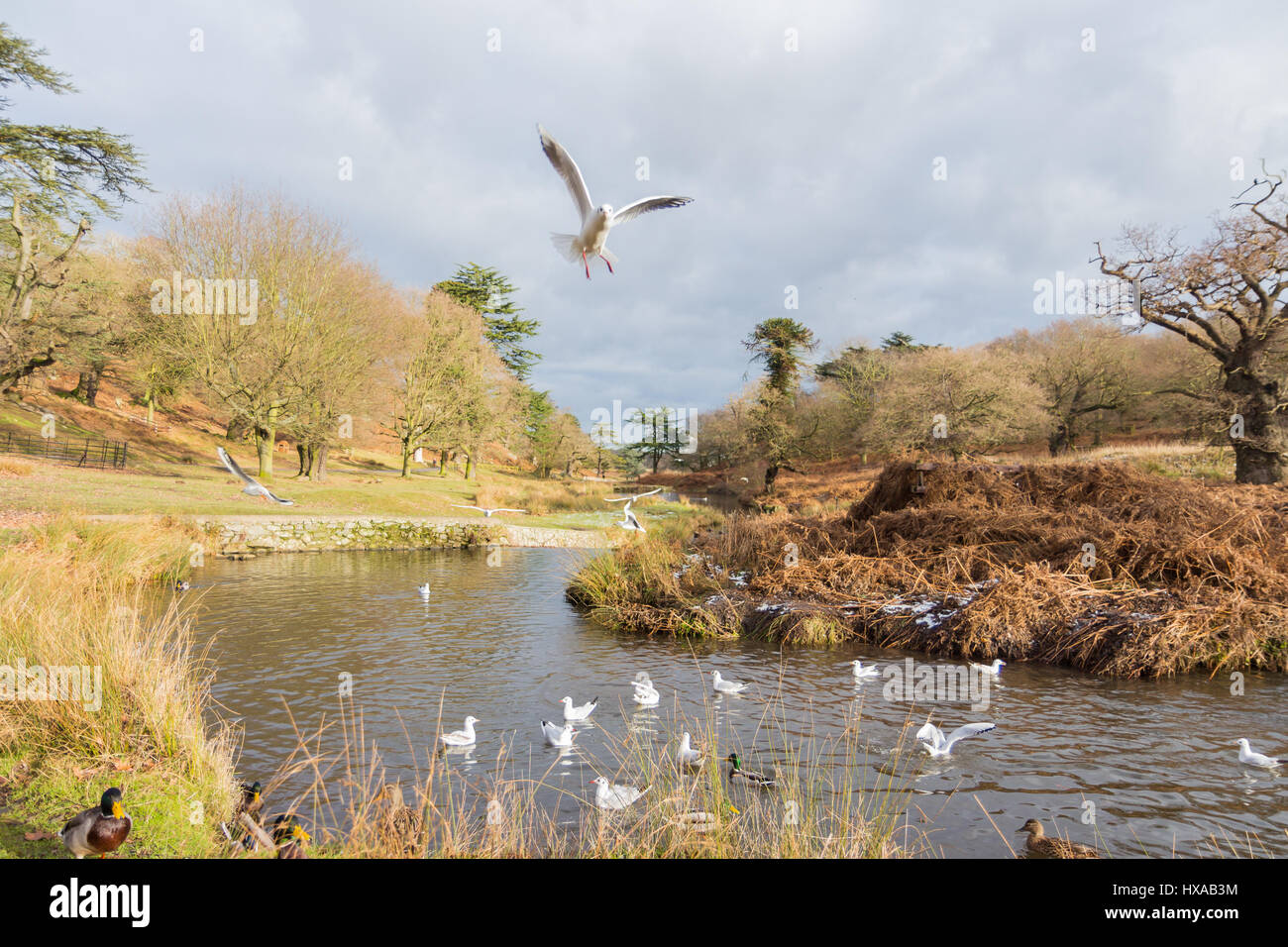 Birds flying over a river in the wintertime Stock Photo - Alamy