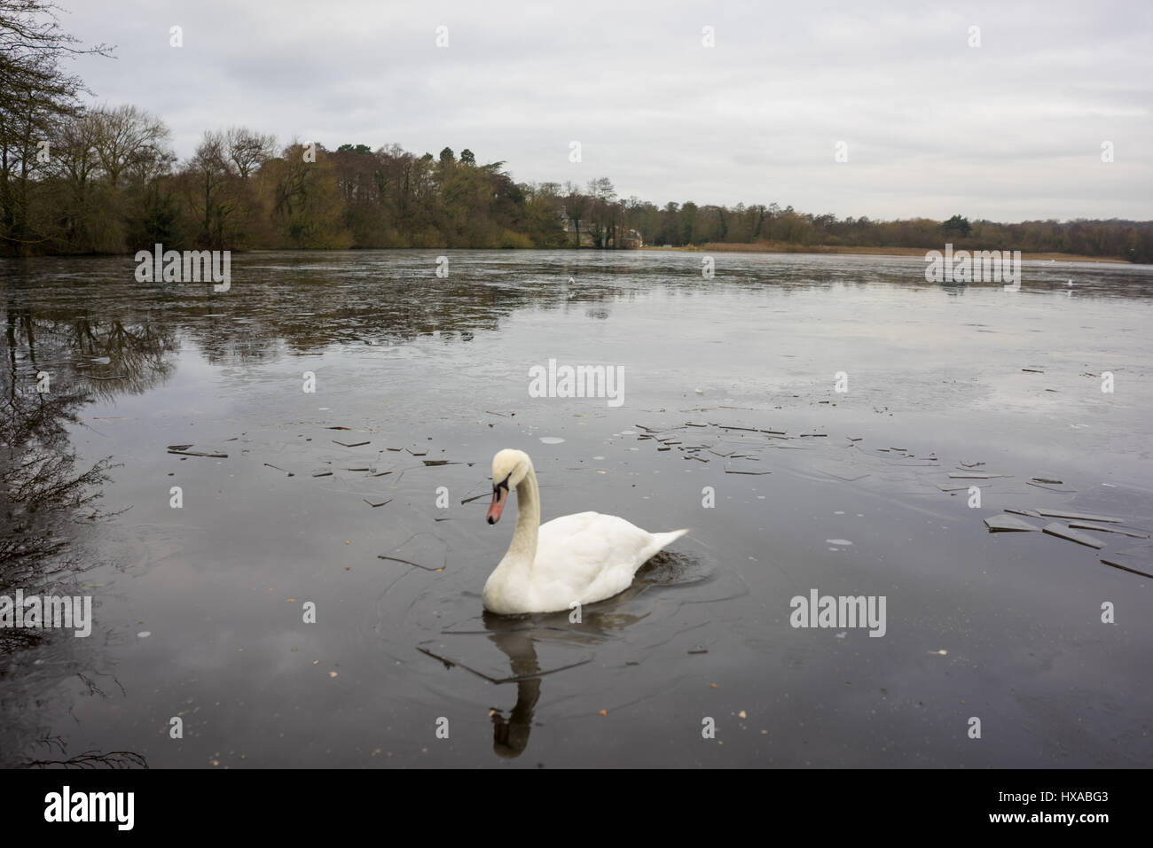 Swans wildlife on a frozen lake in wintertime Stock Photo - Alamy