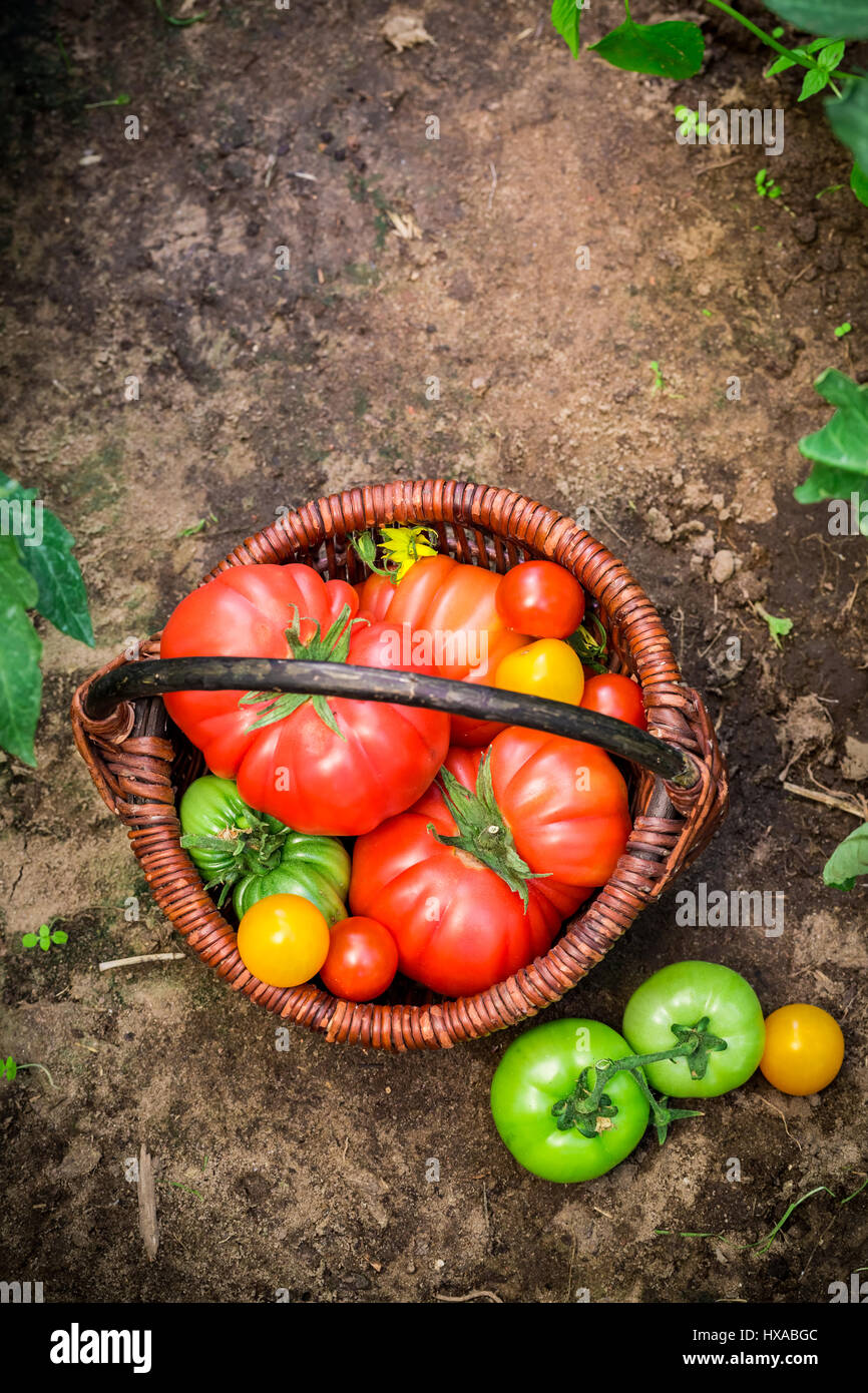 Ripe tomatoes on ground in garden in summer Stock Photo - Alamy