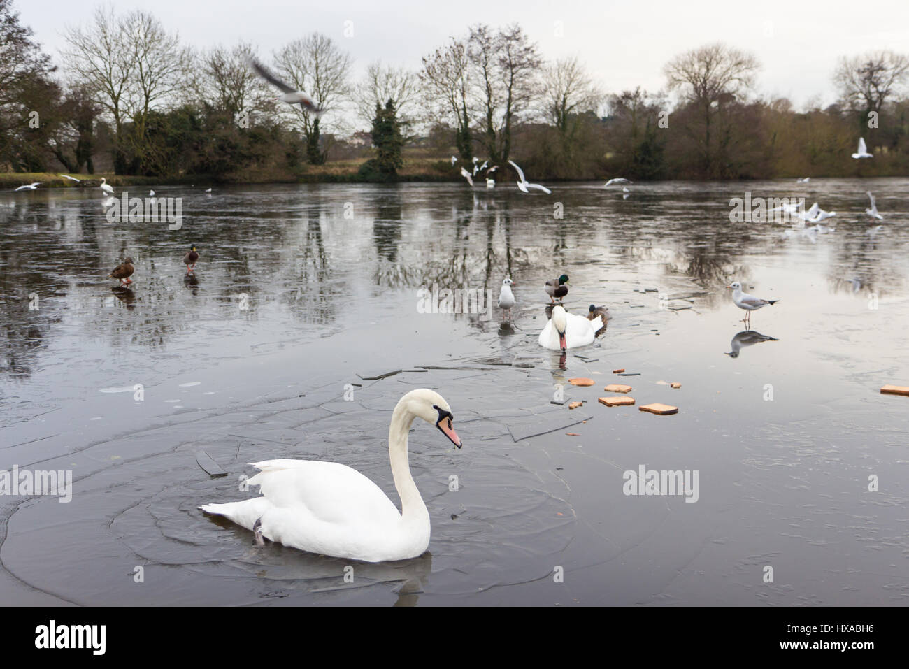 Swans wildlife on a frozen lake in wintertime Stock Photo - Alamy