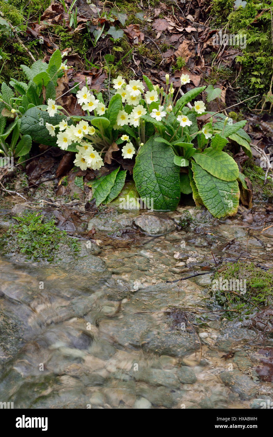 Primrose - Primula vulgaris growing by Cotswold Woodland Stream Stock Photo