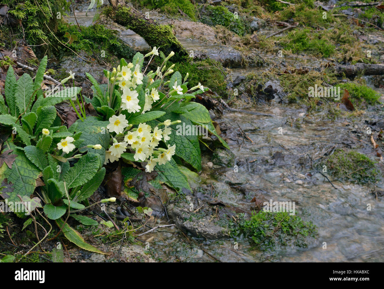 Primrose - Primula vulgaris growing by Cotswold Woodland Stream Stock Photo