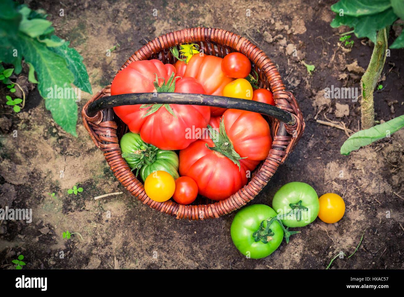 Ripe tomatoes in wicker basket on ground Stock Photo - Alamy