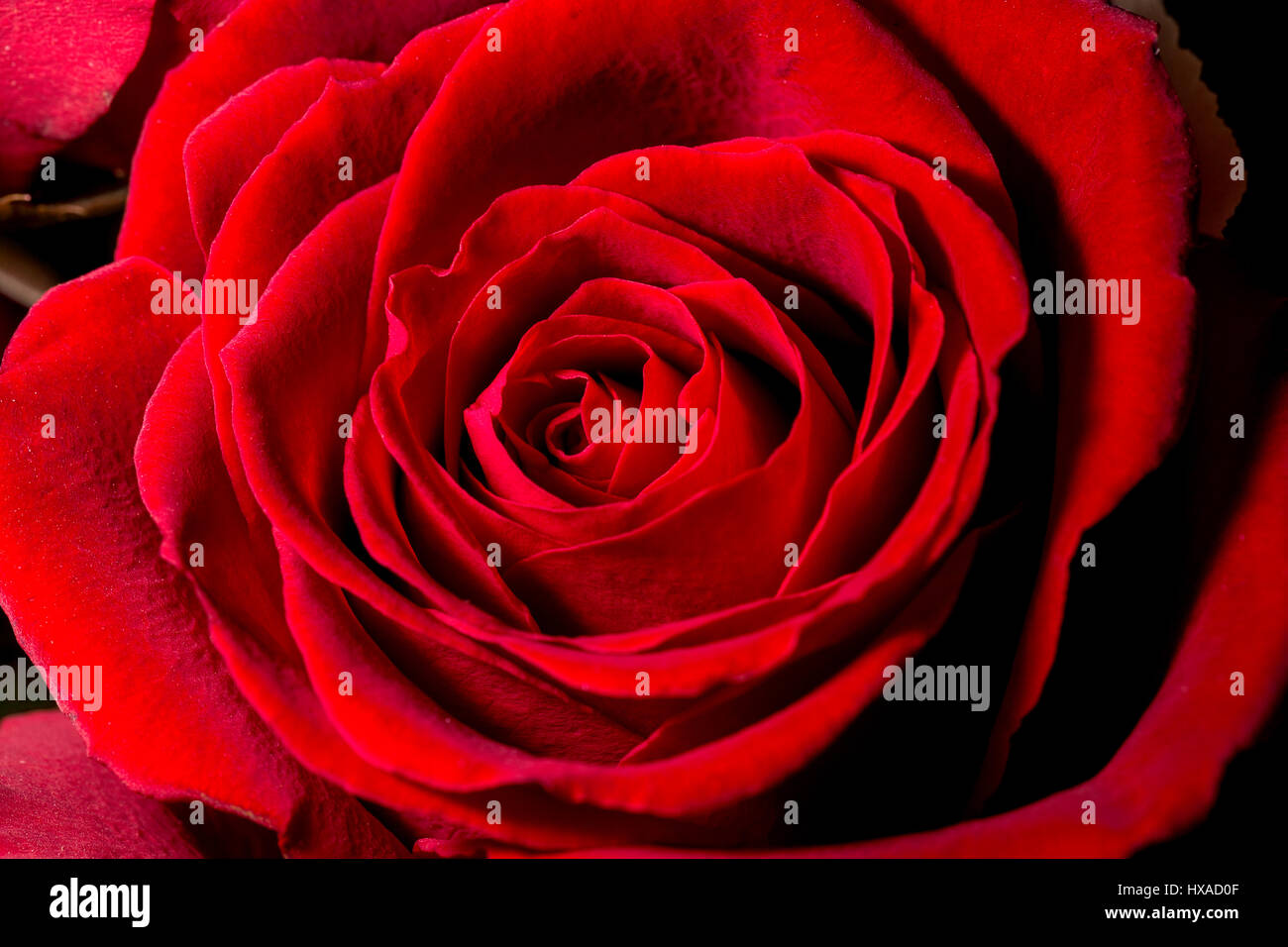 Red Rose Close Up macro image Stock Photo - Alamy