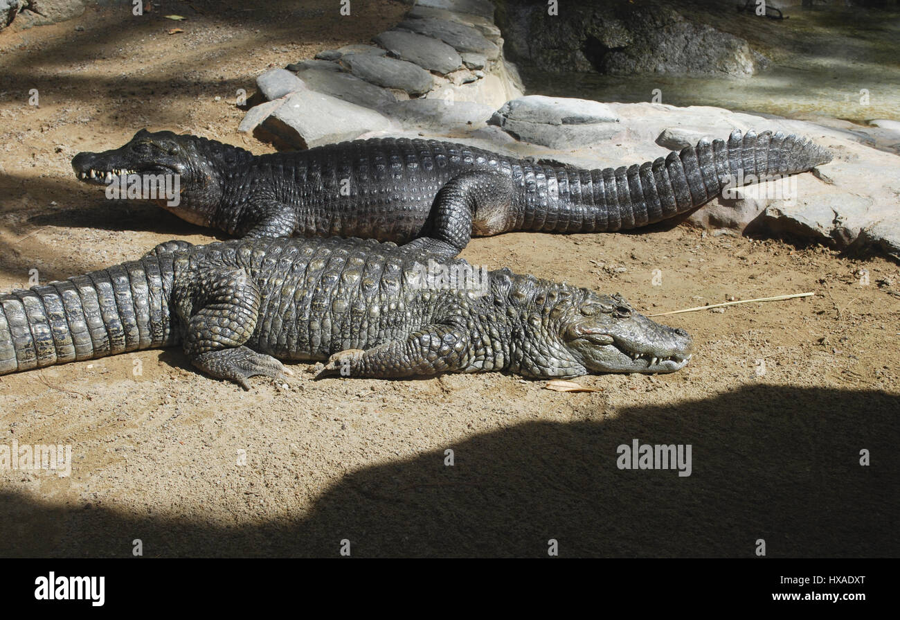Crocodile (Caiman crocodilus) adult on the sand. Stock Photo