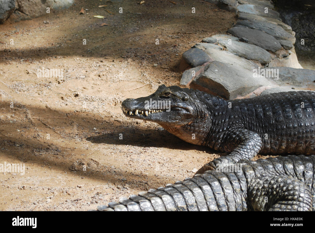 Crocodile (Caiman crocodilus) adult on the sand. Stock Photo