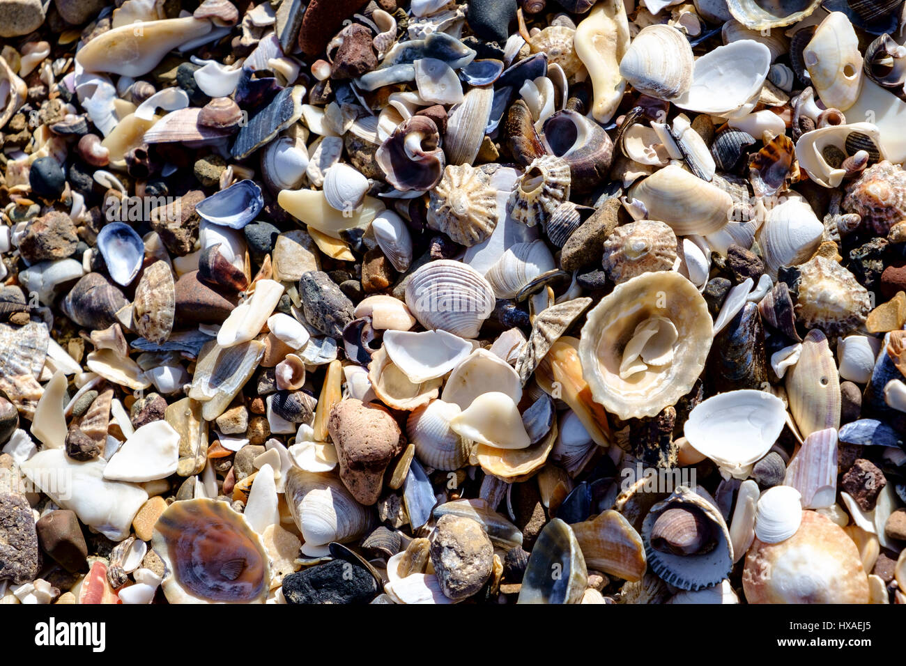 Seashells on beach Stock Photo Alamy