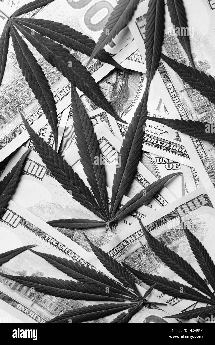 Marijuana leaves on american dollar bills. Conceptual images on the effect of recreational drug in the american economy. Stock Photo