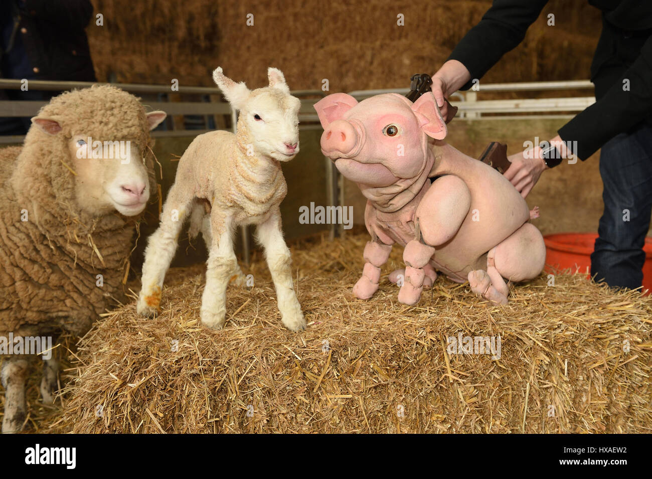 Piggy • New Zealand International Film Festival