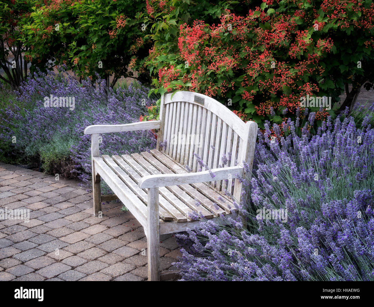 Bench and flowers, mostly lavender. Oregon Garden. Silverton, Oregon Stock Photo