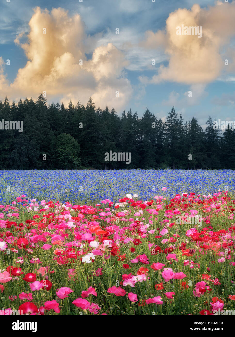 Field of poppies and bachelor buttons. Near Silverton, Oregon Stock Photo