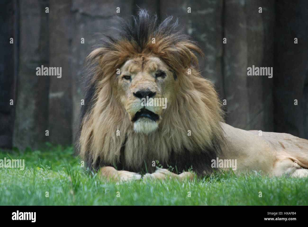 thick fur mane the head of a male lion Stock
