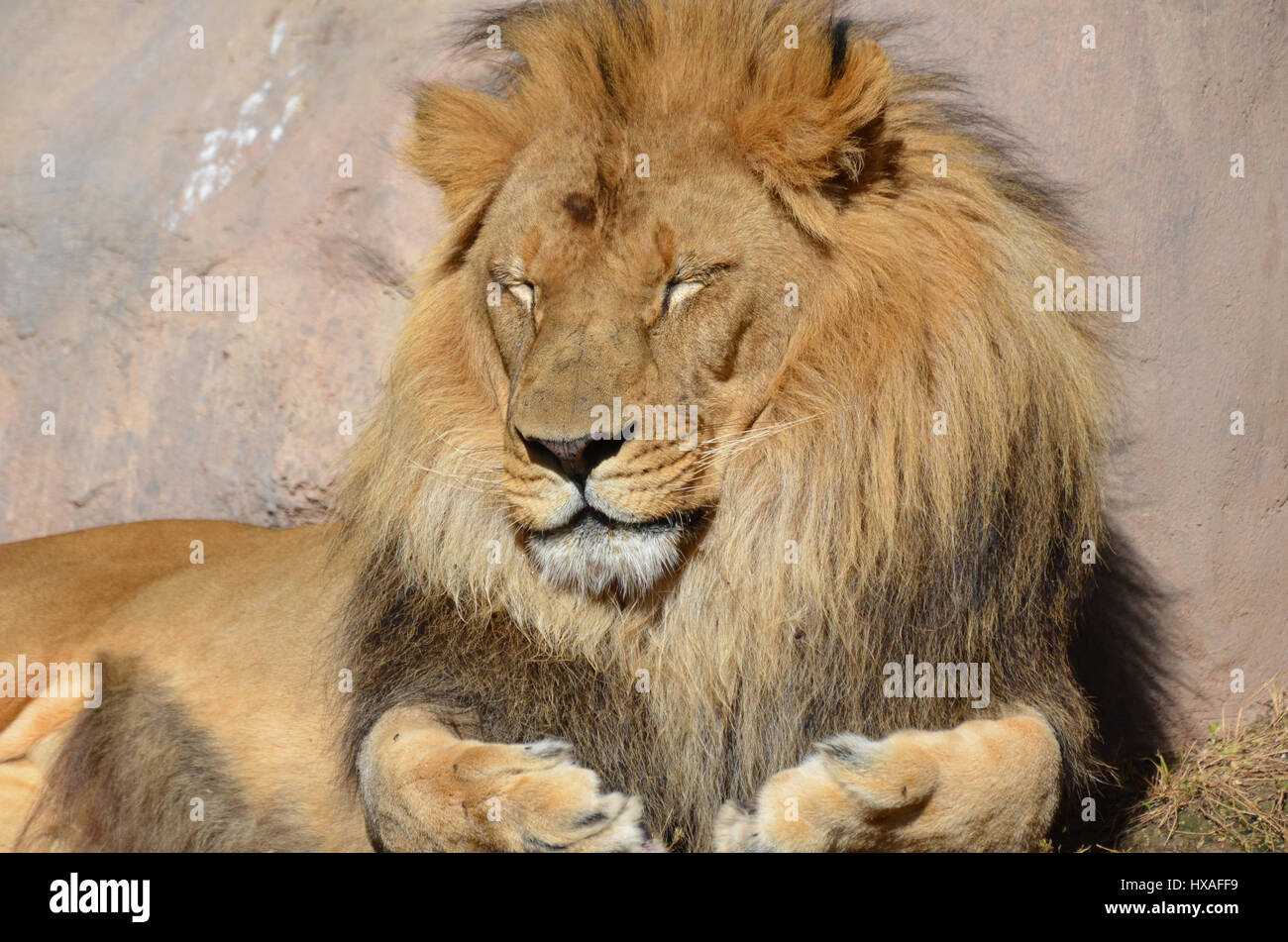 Real lion deals fur coat