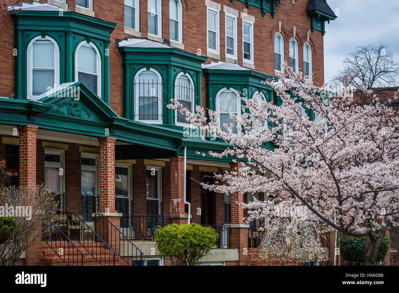 Cherry blossoms and row houses on Calvert Street in Charles Village