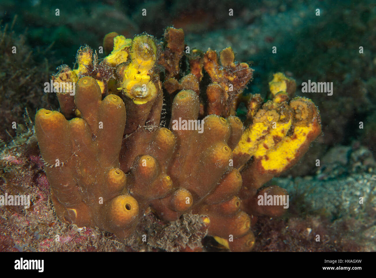 Golden sea sponge, Verongia aerophoba, Tenerife, Canarian Islands, Spain, Atlantic Ocean Stock Photo