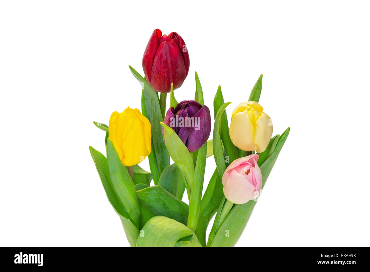 Tulip flower bouquet isolated on white background Stock Photo - Alamy