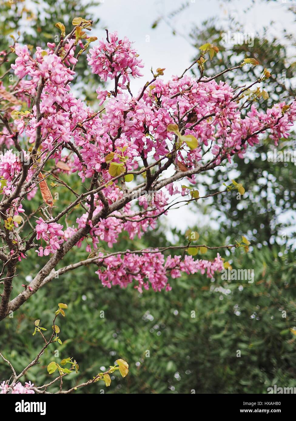 Purple flowers tree hi-res stock photography and images - Alamy