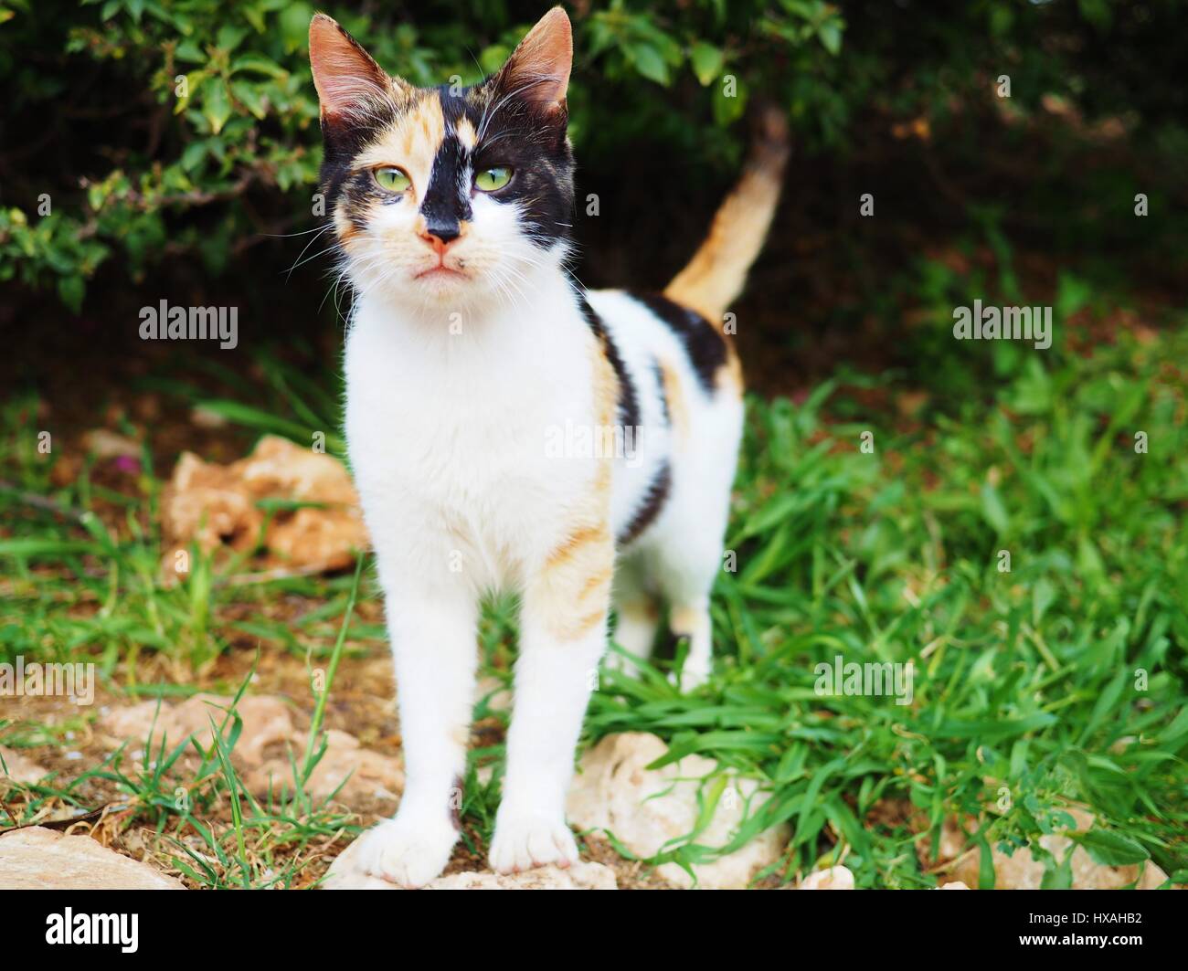 Calico Cat - Wildlife Stock Photo