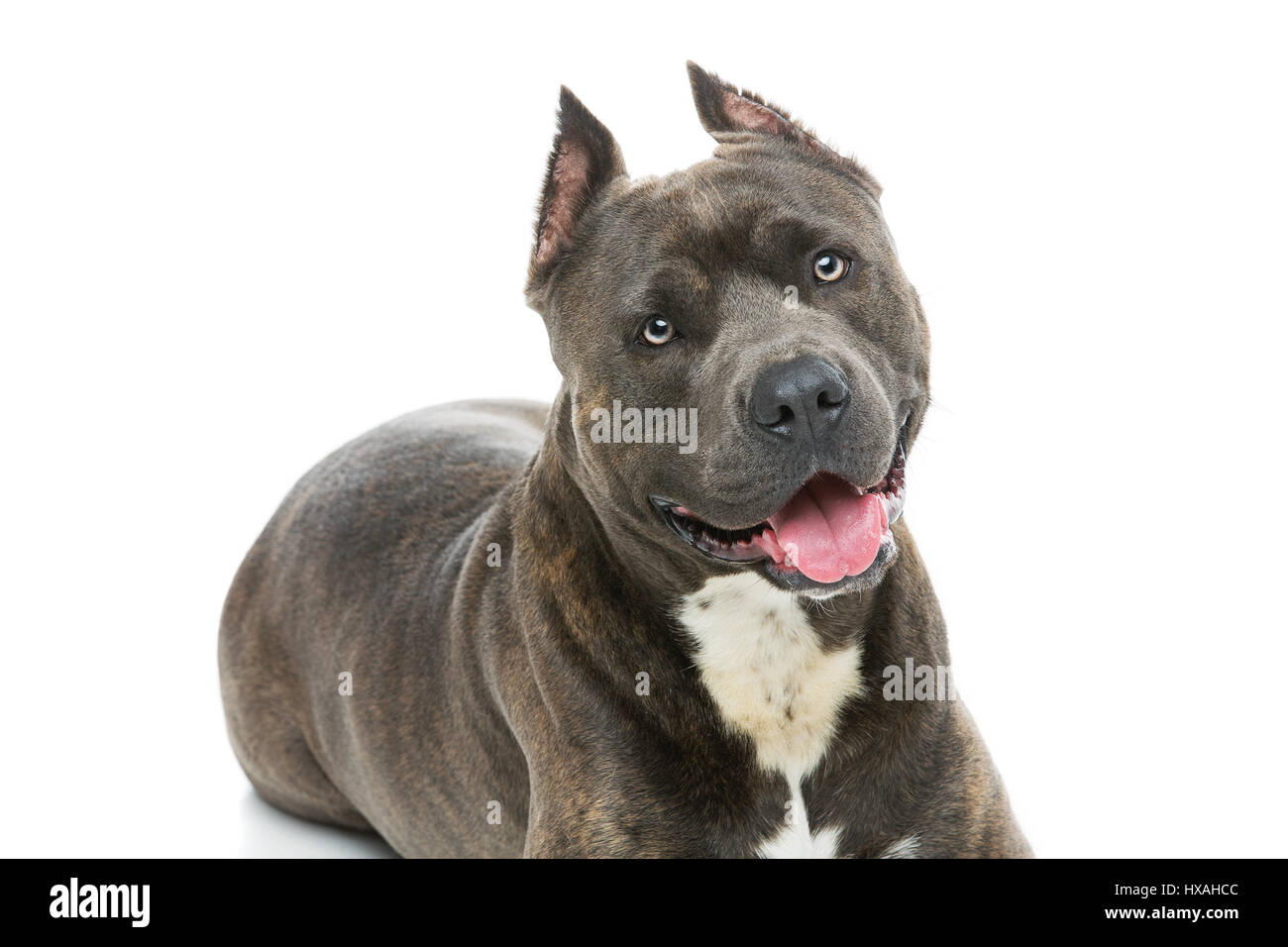 Beautiful american staffordshire terrier dog. Tiger blue color male pet. Isolated on white background. Stock Photo