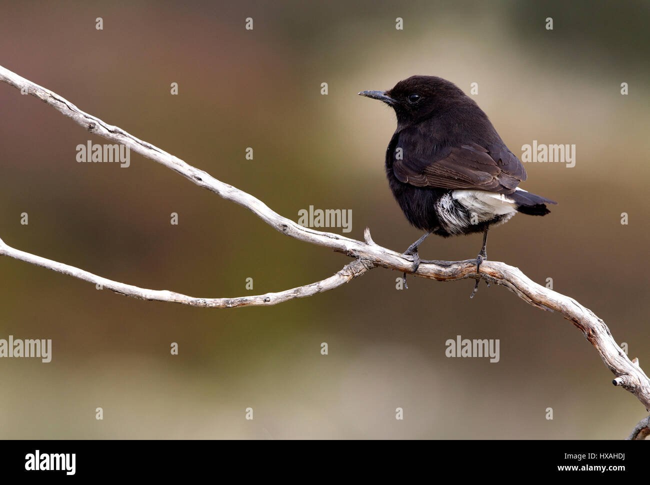 Oenanthe leucura Stock Photo Alamy