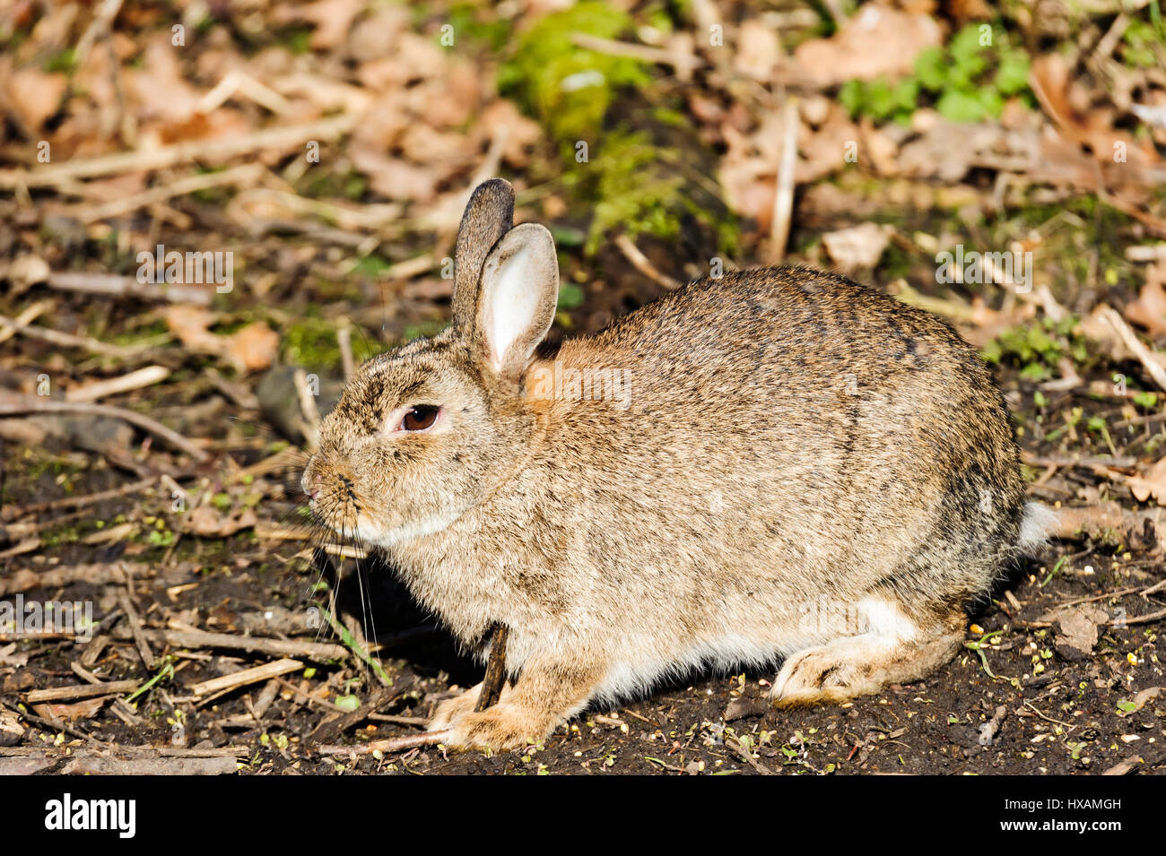 european wild rabbit Stock Photo