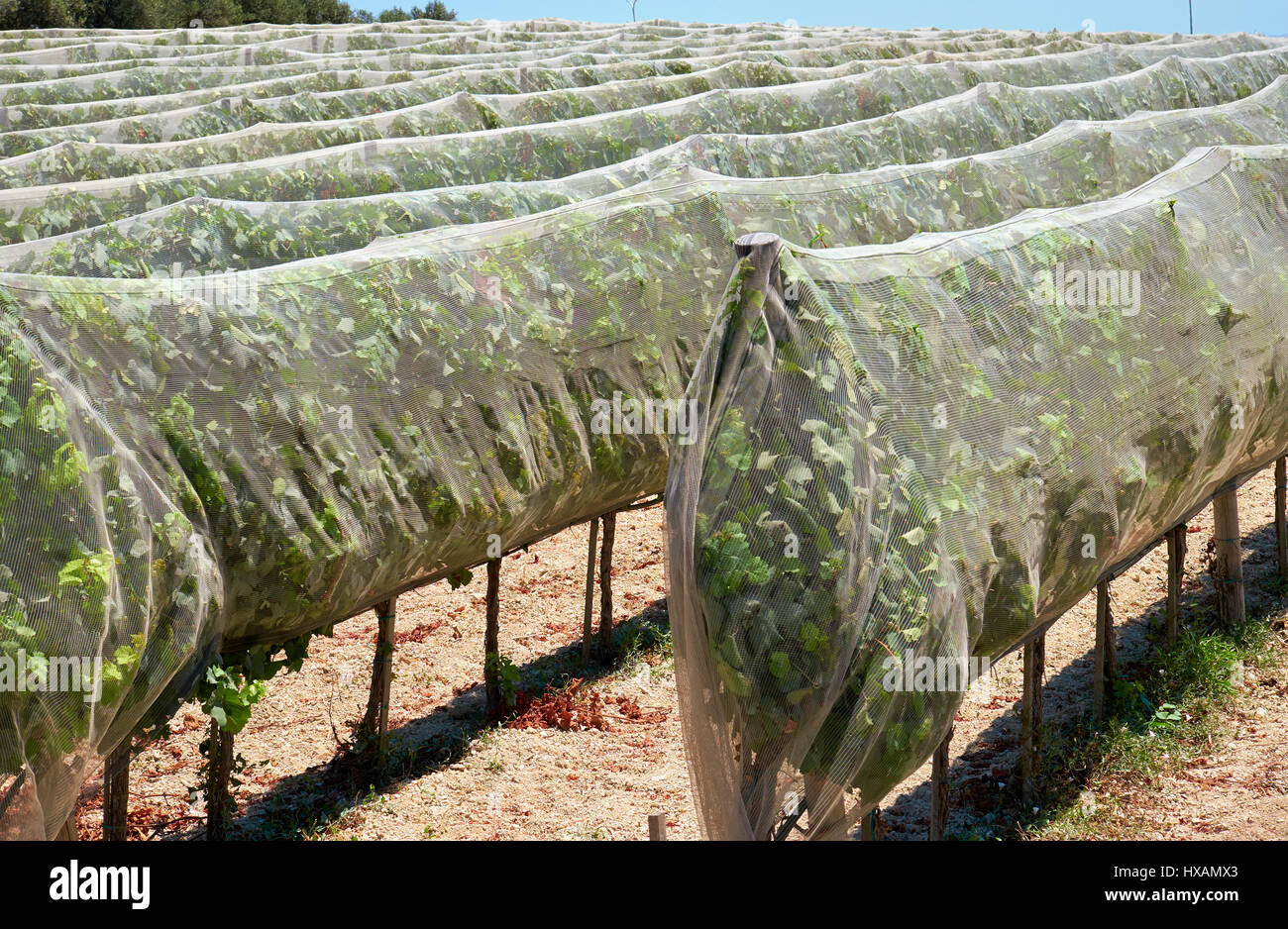 The rows of grapevines protected with the bird netting in the