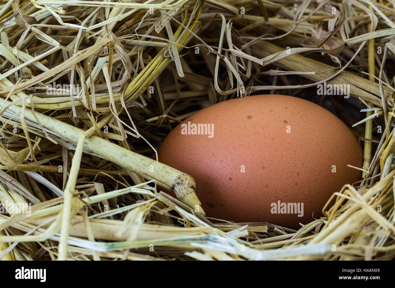 Single chicken egg in the straw nest Stock Photo Alamy
