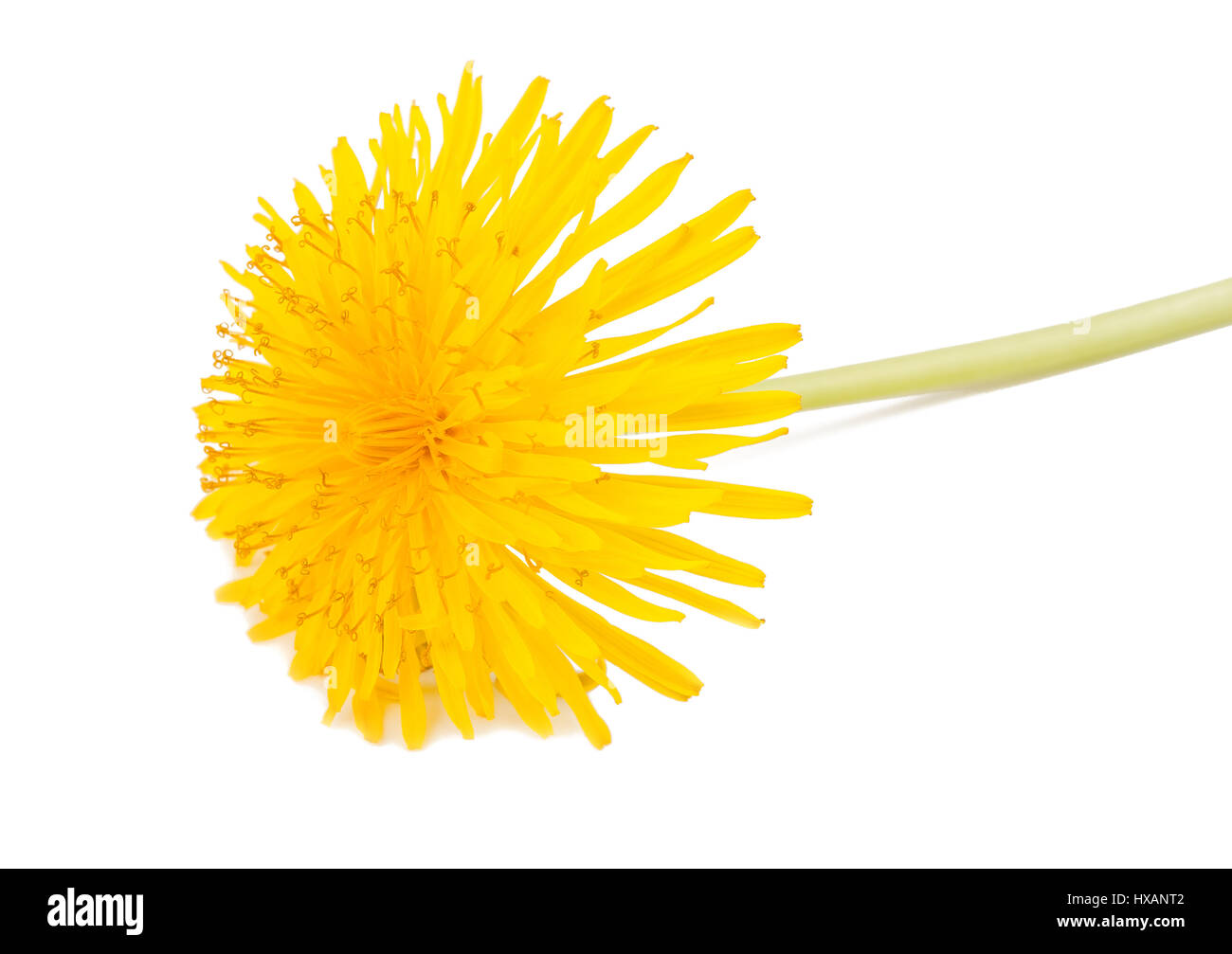 Dandelion flower isolated on white background. Stock Photo