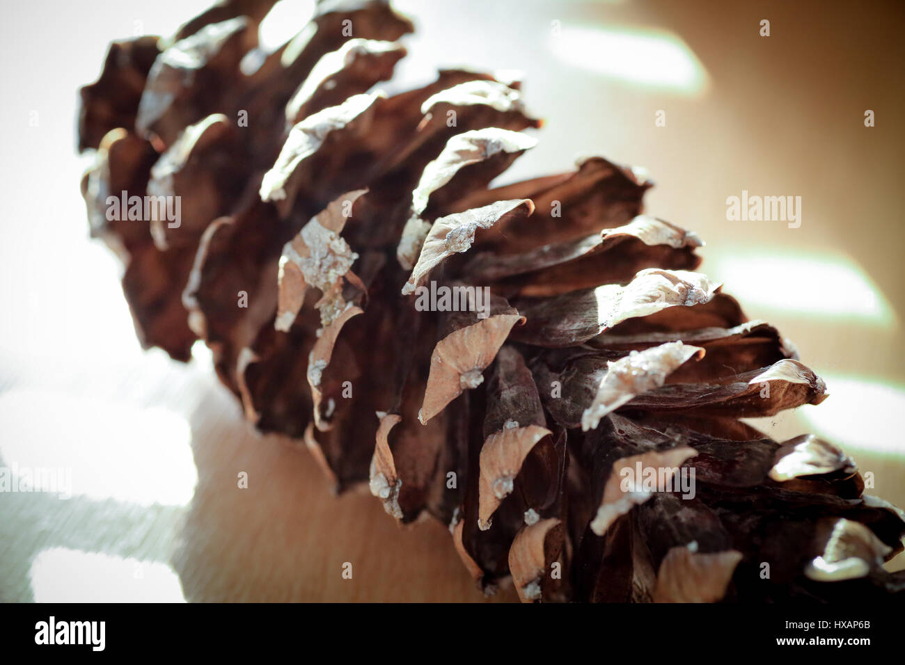 Close up photographs of a Mexican weeping pine cone Stock Photo